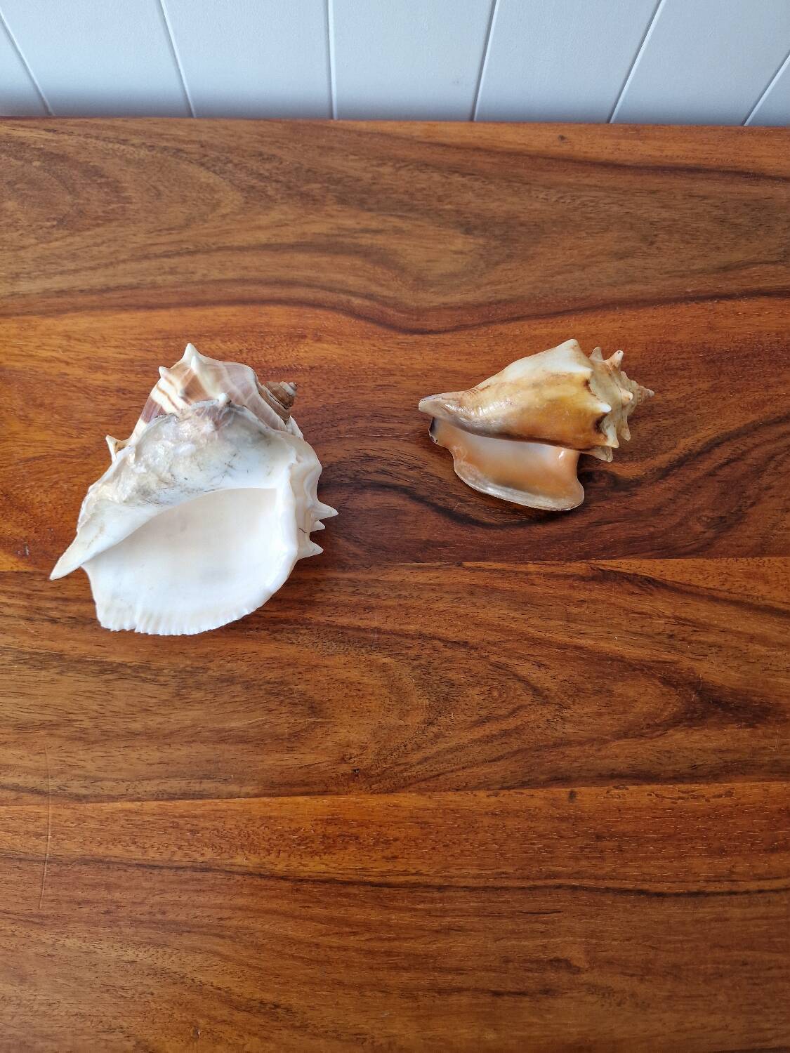 Lot of 2 vintage seashells