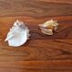 Lot of 2 vintage seashells