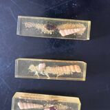 knife holder in resin and shells from the 70s