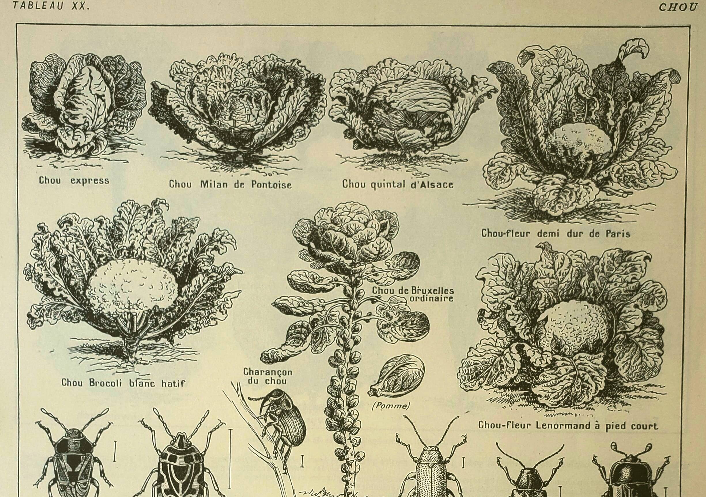 Antique engraving from 1921 - Cabbage - vintage vegetable garden and vegetable scene