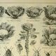 Antique engraving from 1921 - Cabbage - vintage vegetable garden and vegetable scene