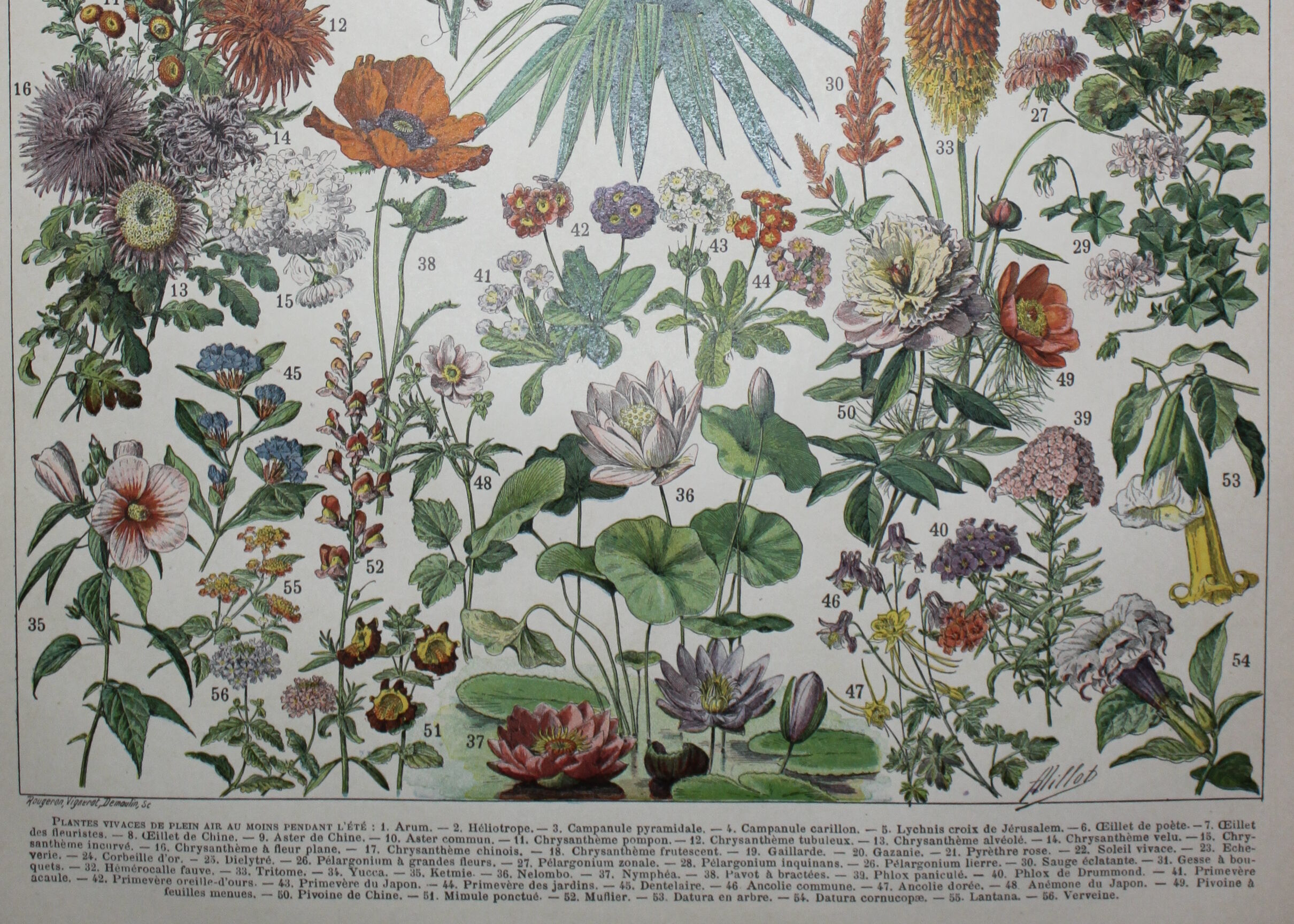 Engraving • Flowers and annual plants • Original lithograph from 1898