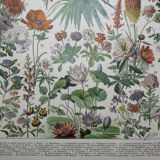 Engraving • Flowers and annual plants • Original lithograph from 1898