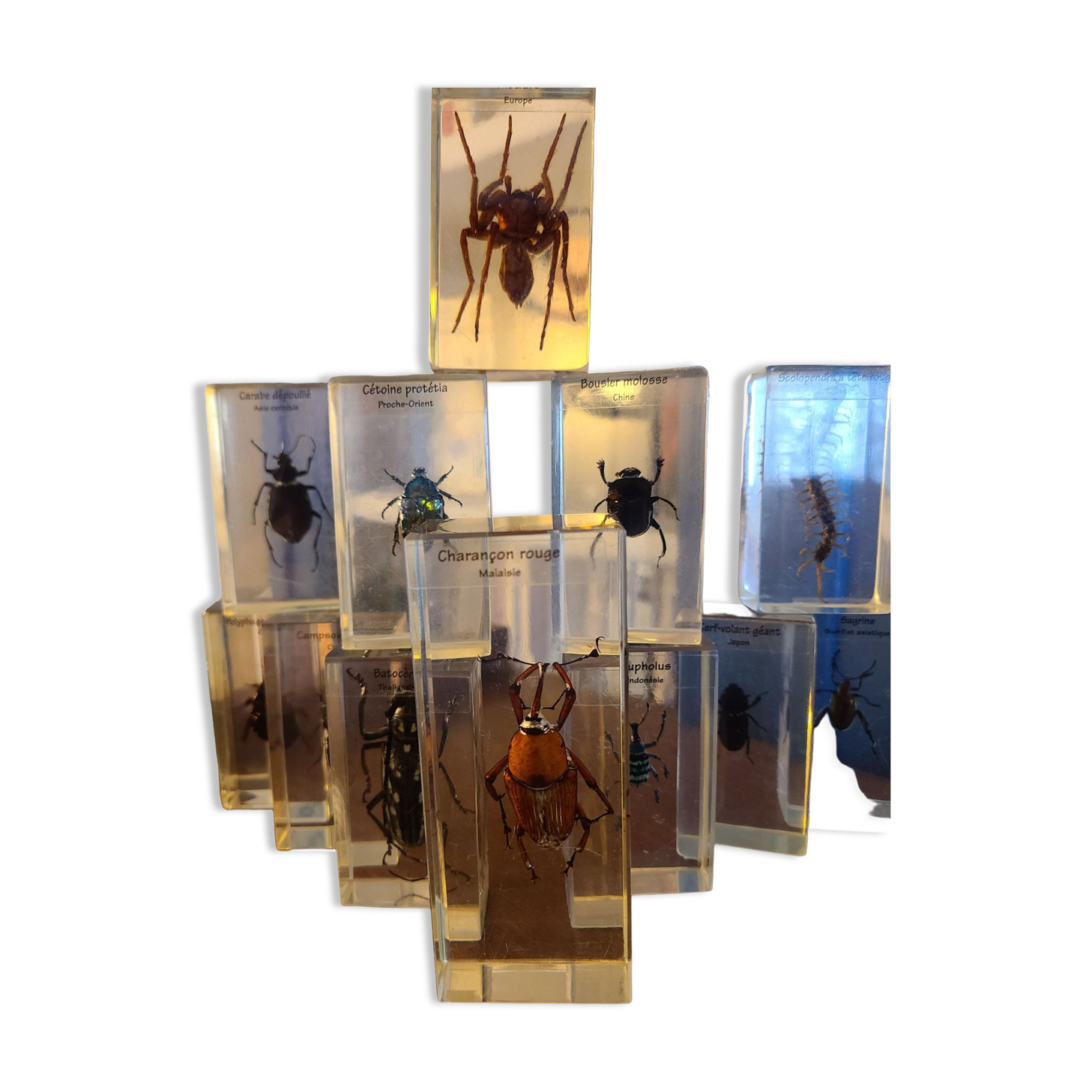 Insects under vintage resin