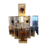 Insects under vintage resin