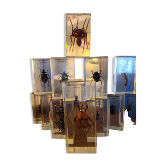 Insects under vintage resin