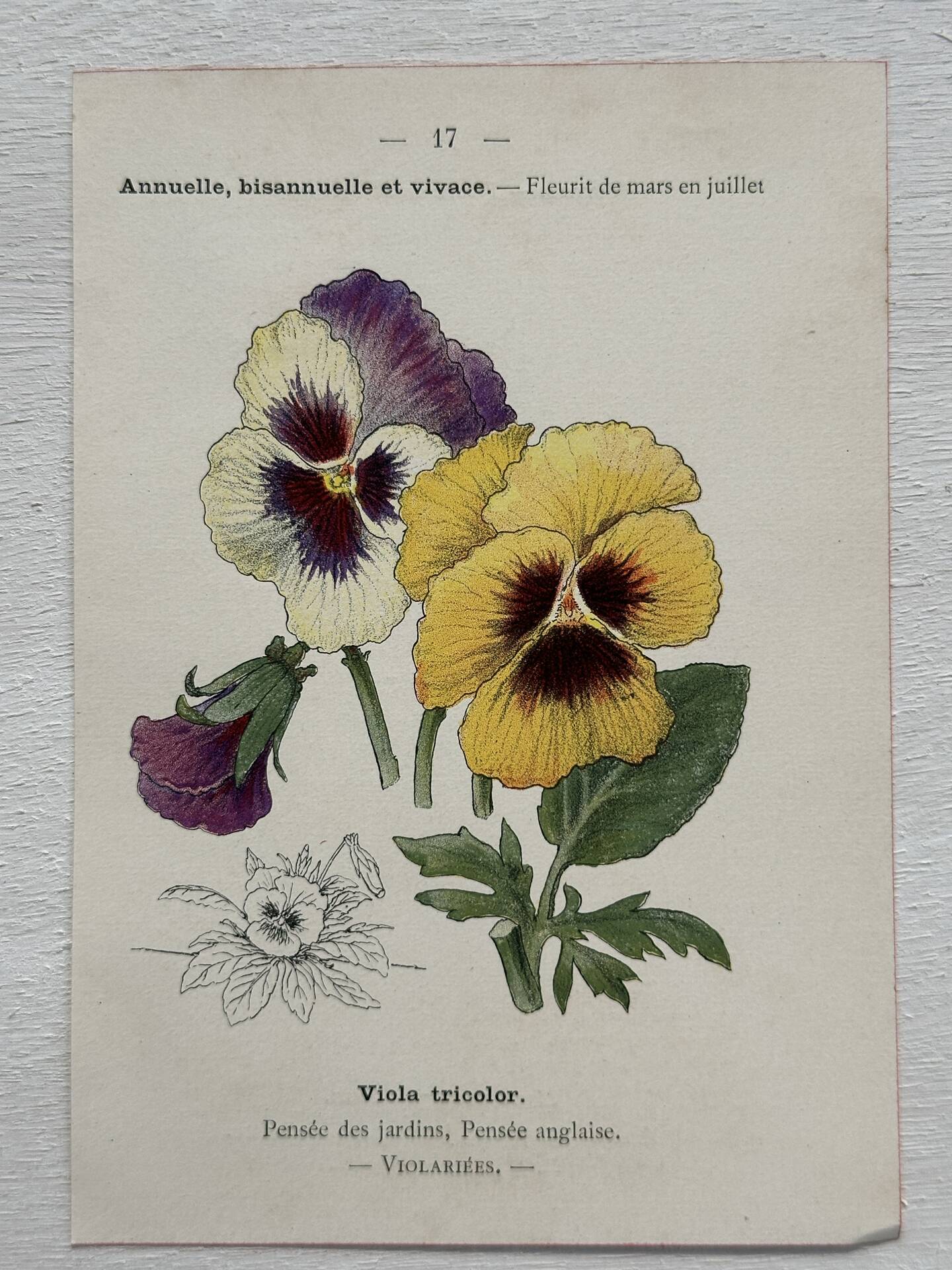 Botanical Plate 1800 Old Naturalist Engraving 19th Century Double-Sided