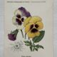 Botanical Plate 1800 Old Naturalist Engraving 19th Century Double-Sided