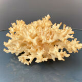 Ancient coral