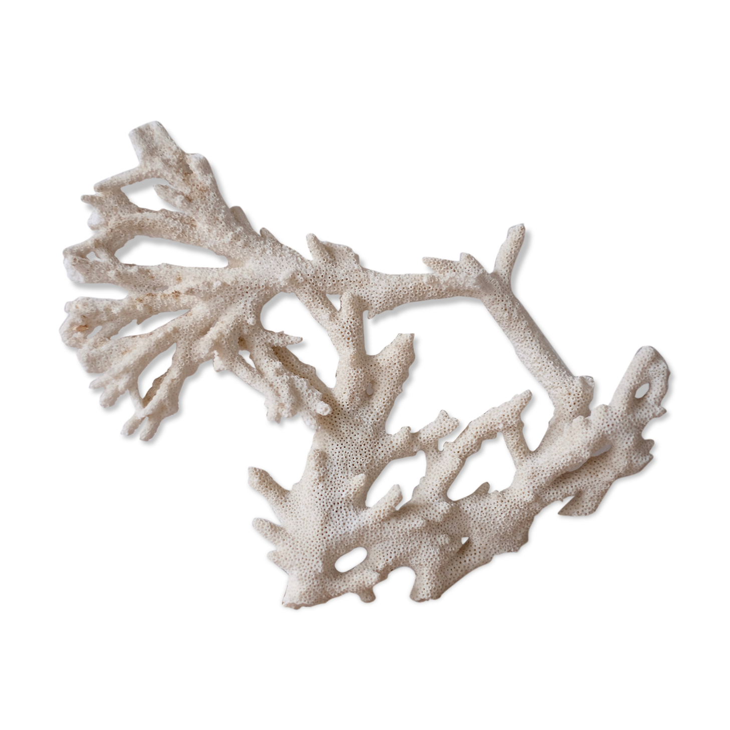 Coral