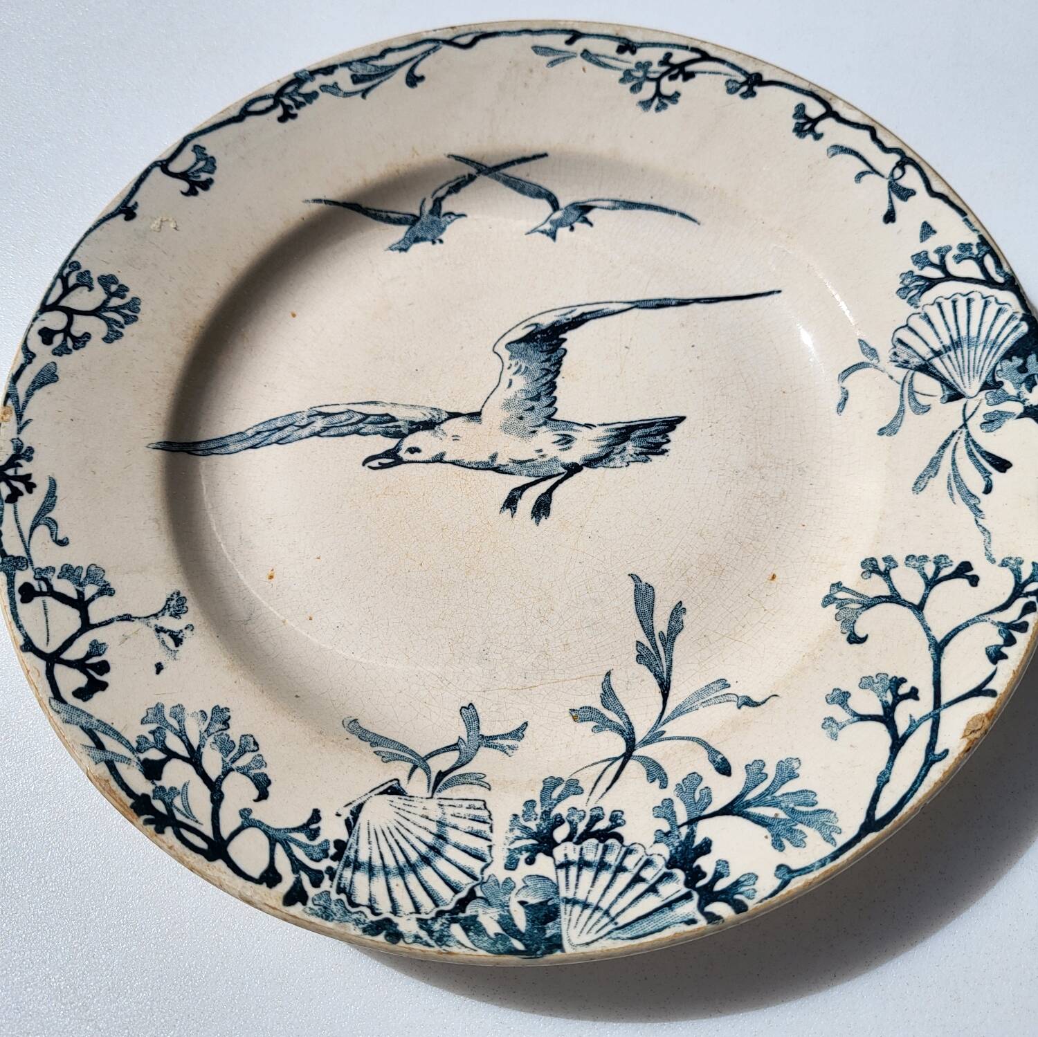 Plate Earth & Sea Seagulls & Seashells