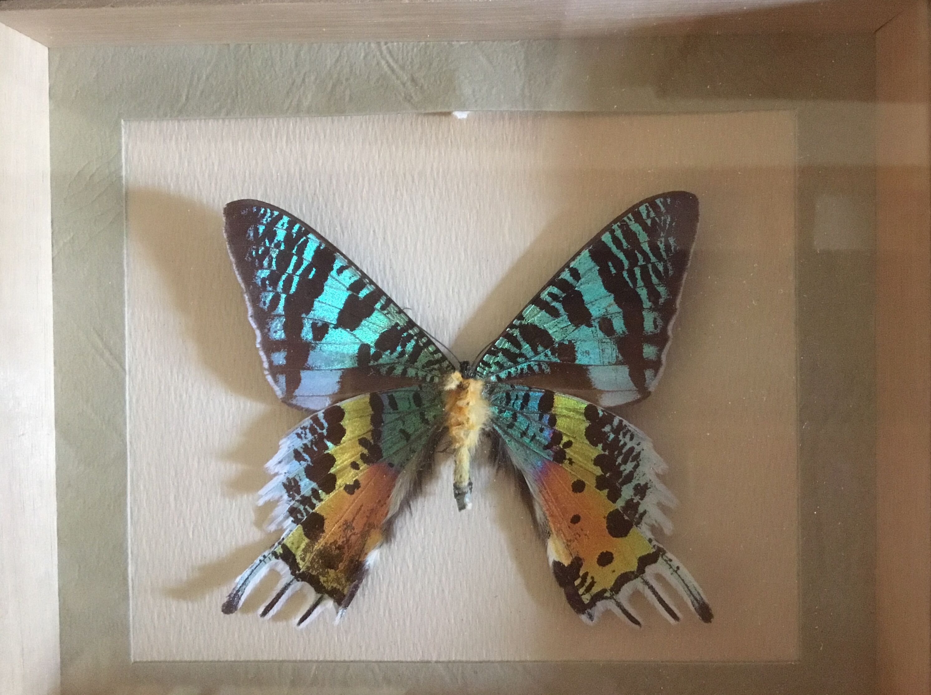 Frame butterfly urania