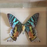 Frame butterfly urania