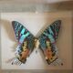 Frame butterfly urania