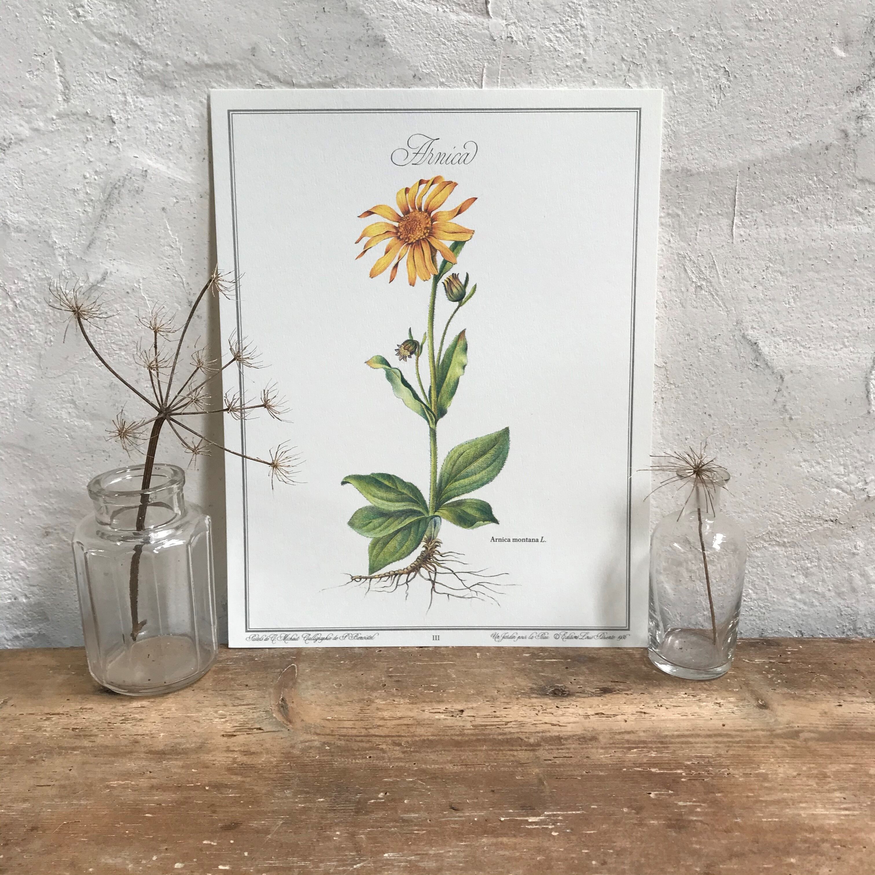 Botanical plate the Arnica