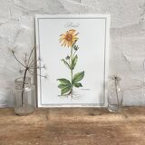 Planche botanique l'Arnica