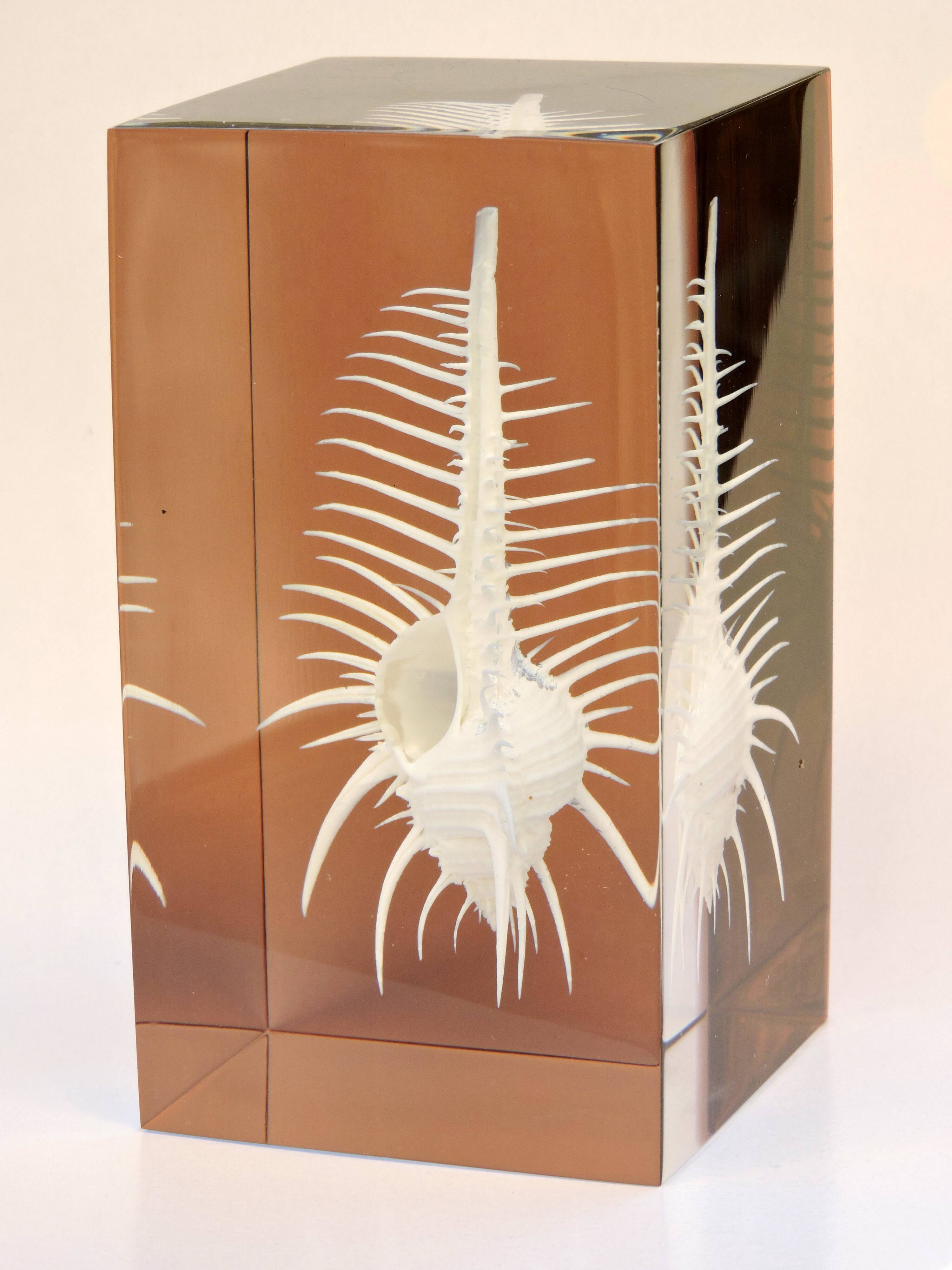 INCLUSION Vintage RESIN SHELL MUREX curiosity cabinet