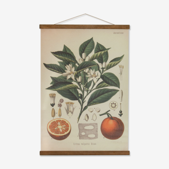 Botanical poster