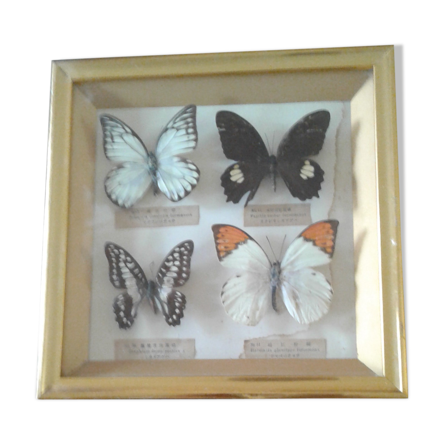 Naturalized butterfly frame