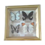 Naturalized butterfly frame