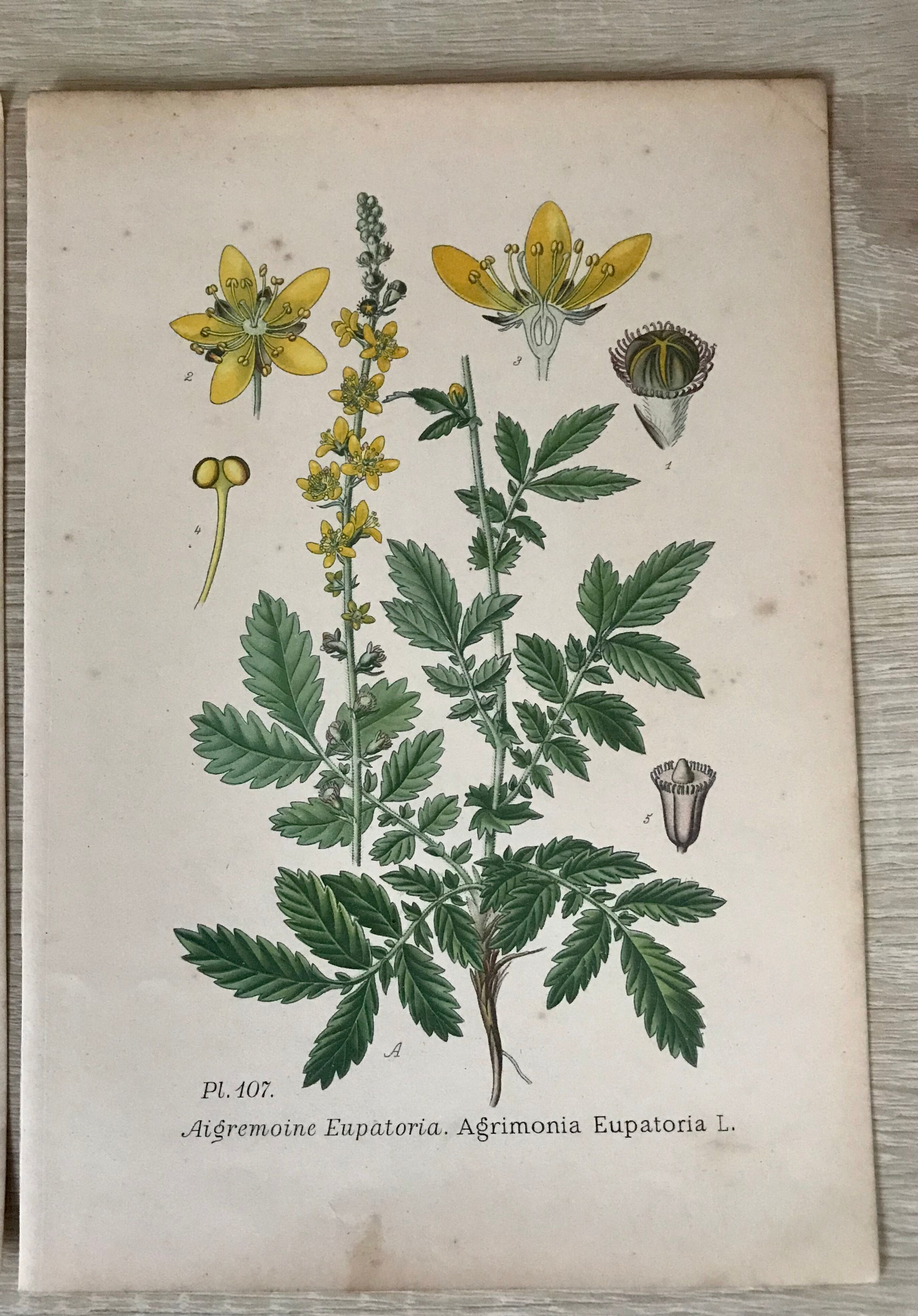 Botanical planks of yellow flowers 1891