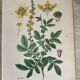 Botanical planks of yellow flowers 1891