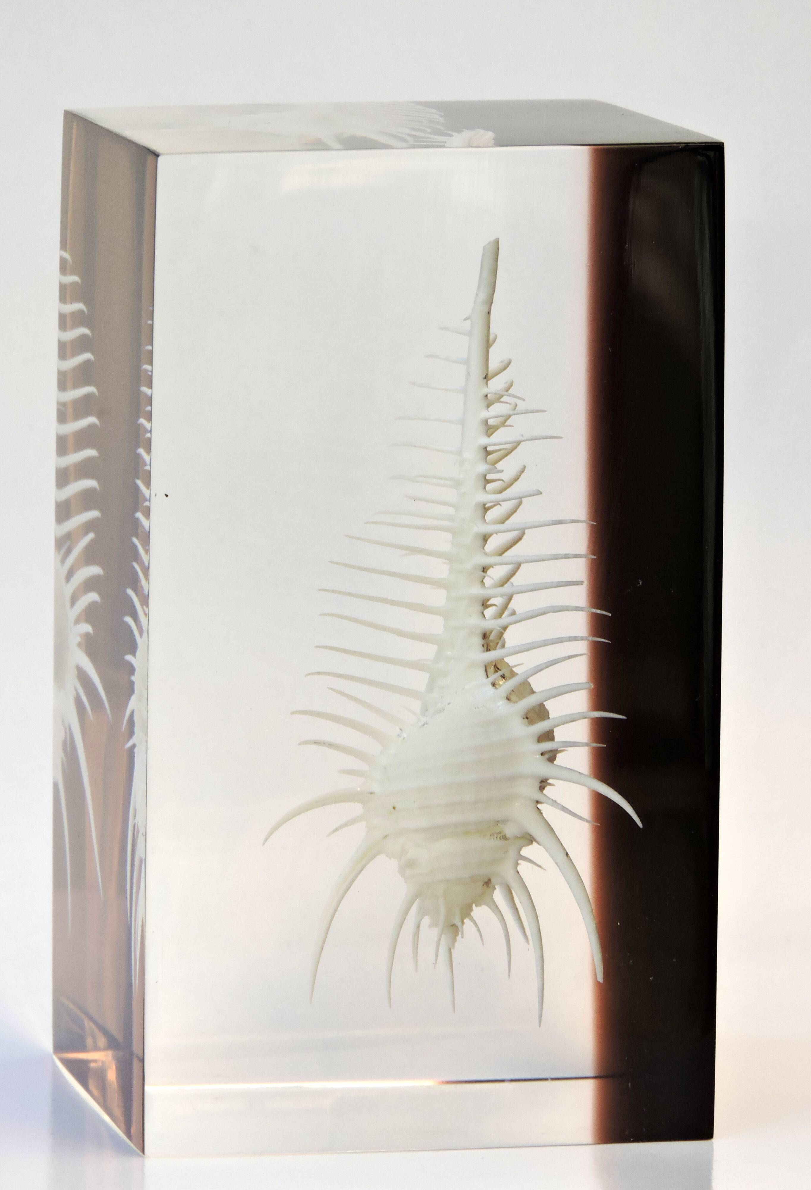 INCLUSION Vintage RESIN SHELL MUREX curiosity cabinet