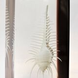 INCLUSION Vintage RESIN SHELL MUREX curiosity cabinet