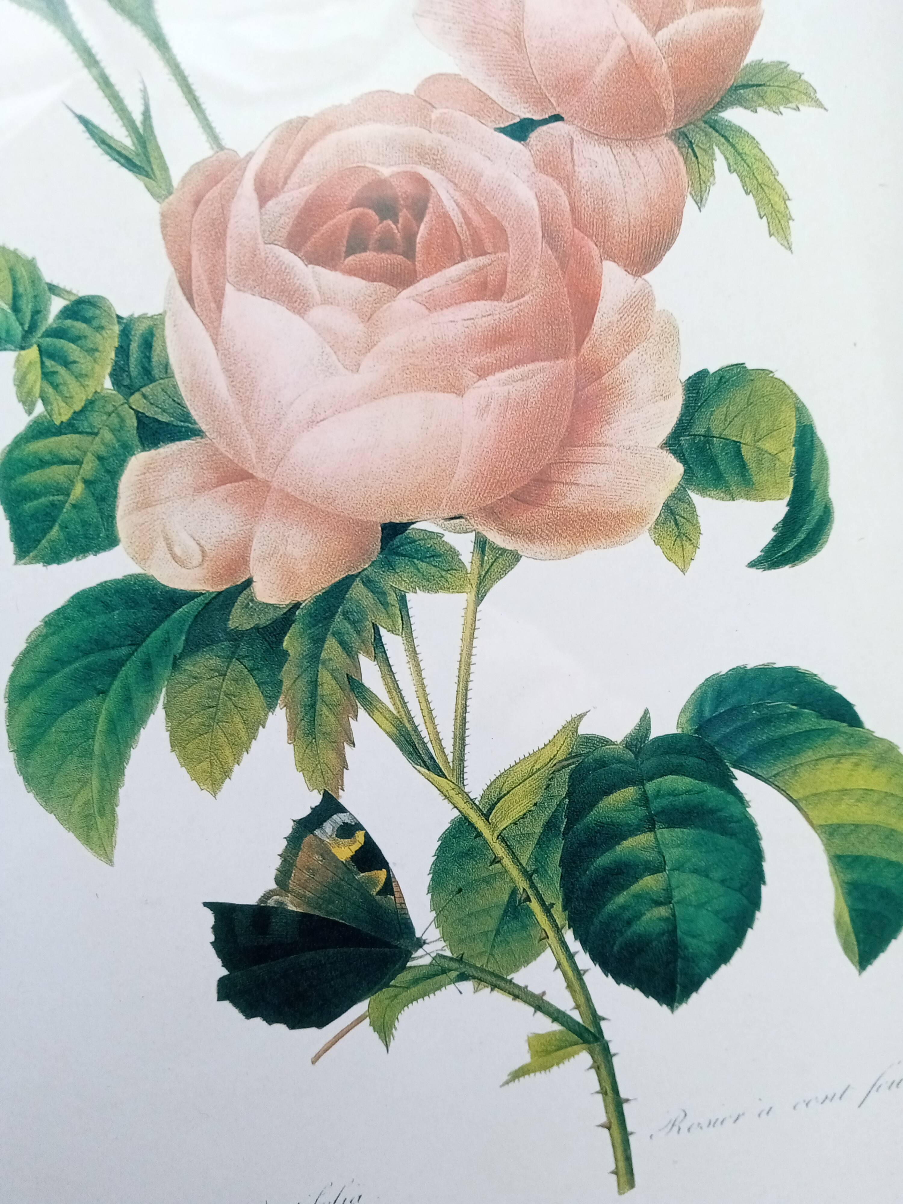 Botanical plate by Redouté