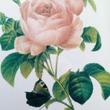 Botanical plate by Redouté