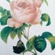 Botanical plate by Redouté
