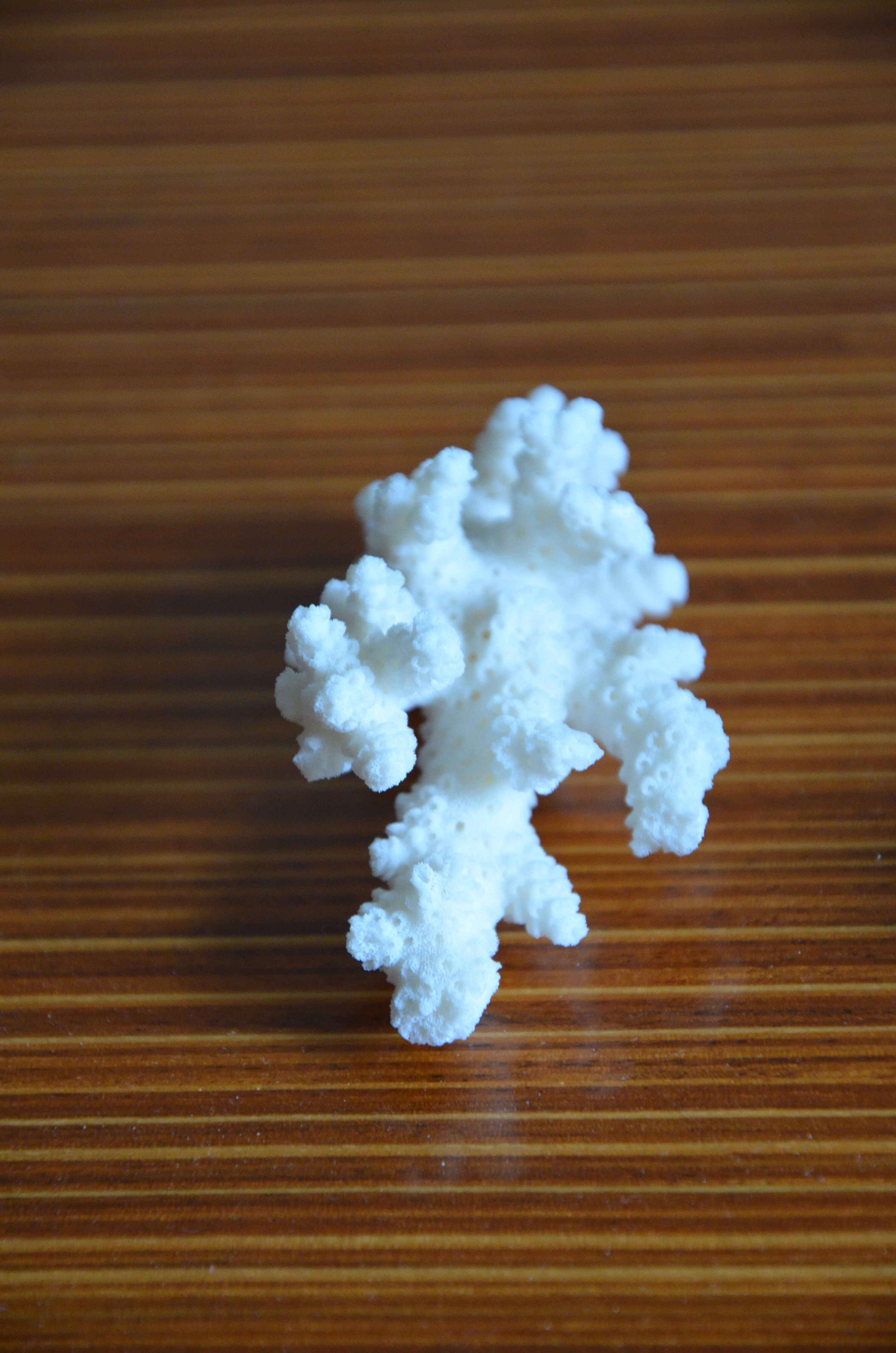 Lot of 3 pieces of coral