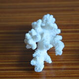 Lot of 3 pieces of coral