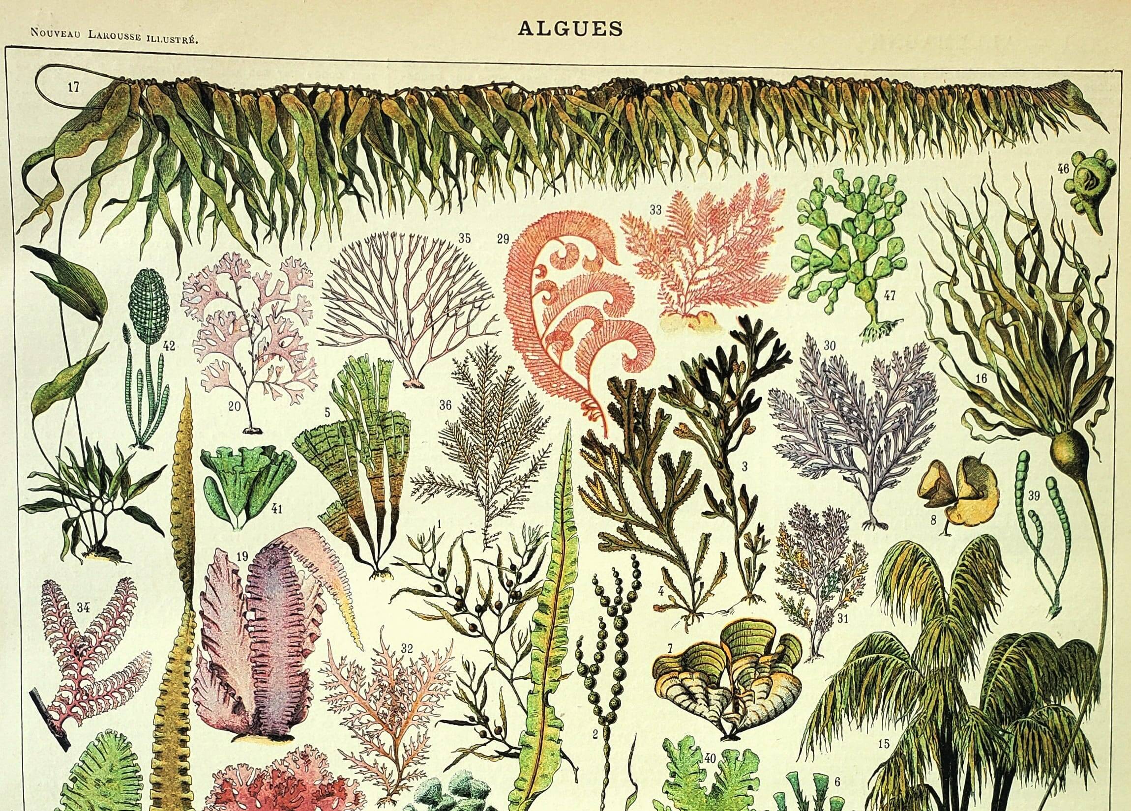 Botanical engraving 1907 A. Millot - Algae, marine plant, flora