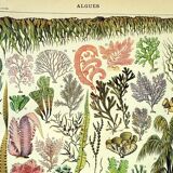 Botanical engraving 1907 A. Millot - Algae, marine plant, flora