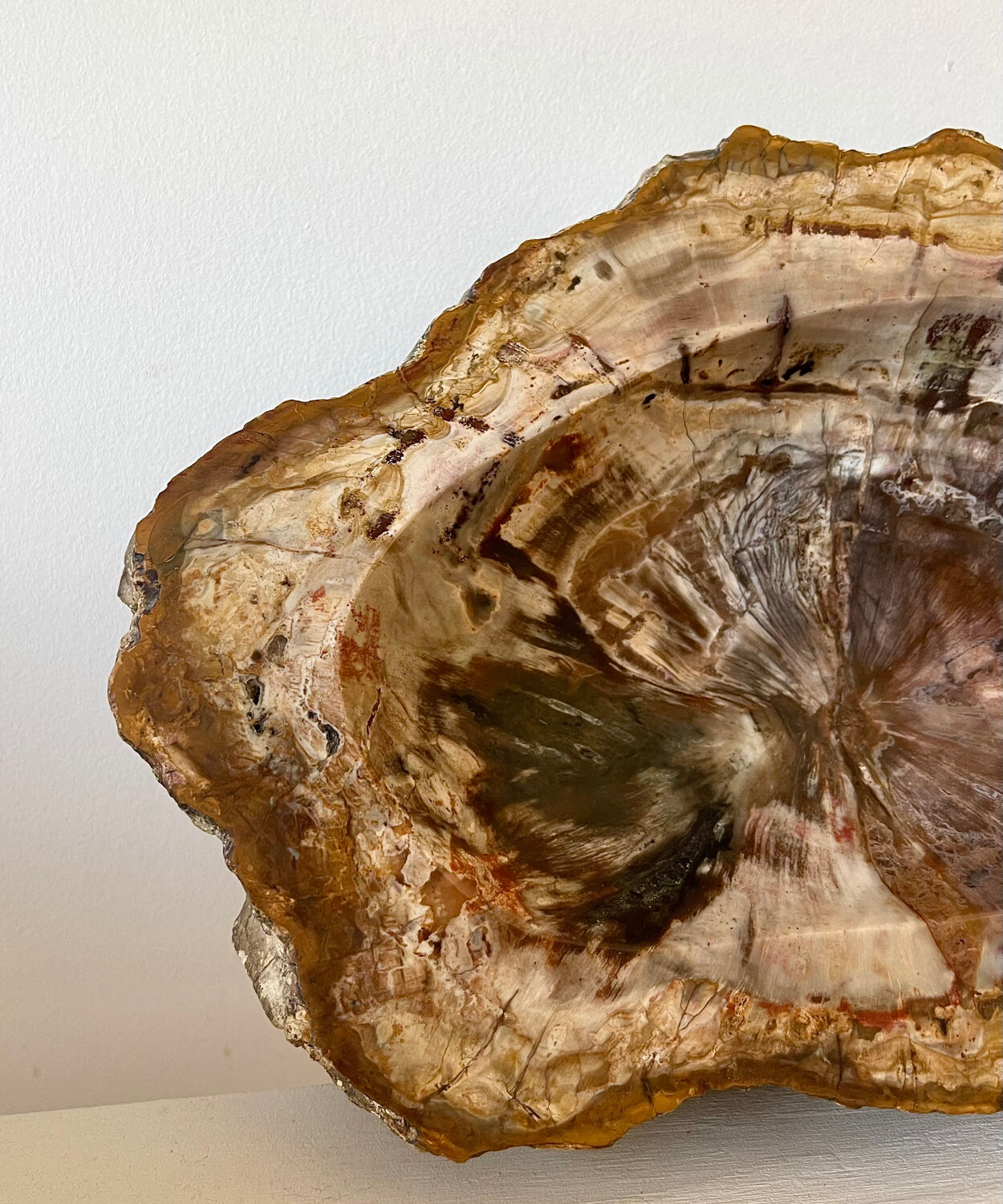 Petrified wood catchall
