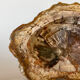 Petrified wood catchall