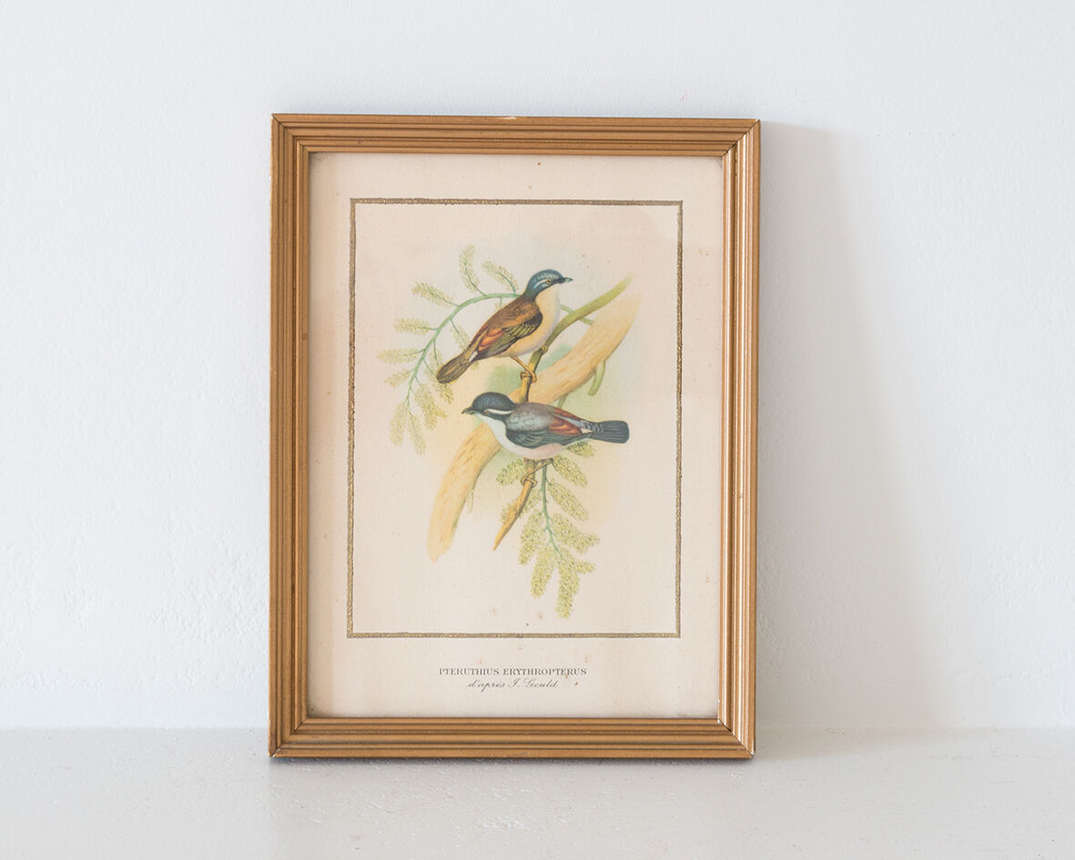 Frameworks of natural history