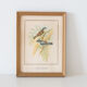 Frameworks of natural history