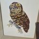 Framed tableau under glass, owl with butterfly wings.
