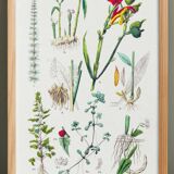 Botanical poster, after an engraving from 1881 (water spear, ginger, conflore, turmeric, arrowroot)