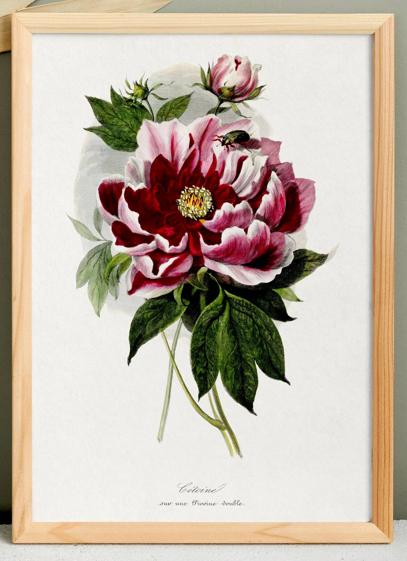 Poster about peonies, based on an old engraving from 1842.