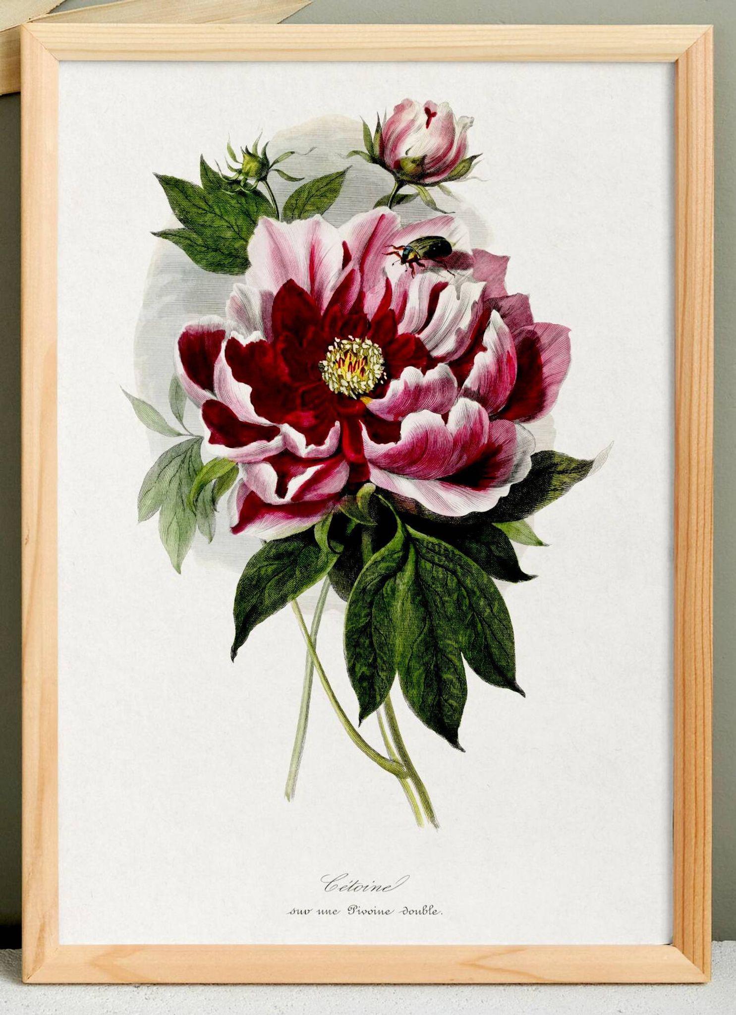 Affiche sur le pivoine, d’après une gravure ancienne de 1842.
