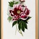 Poster about peonies, based on an old engraving from 1842.