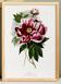 Poster about peonies, based on an old engraving from 1842.