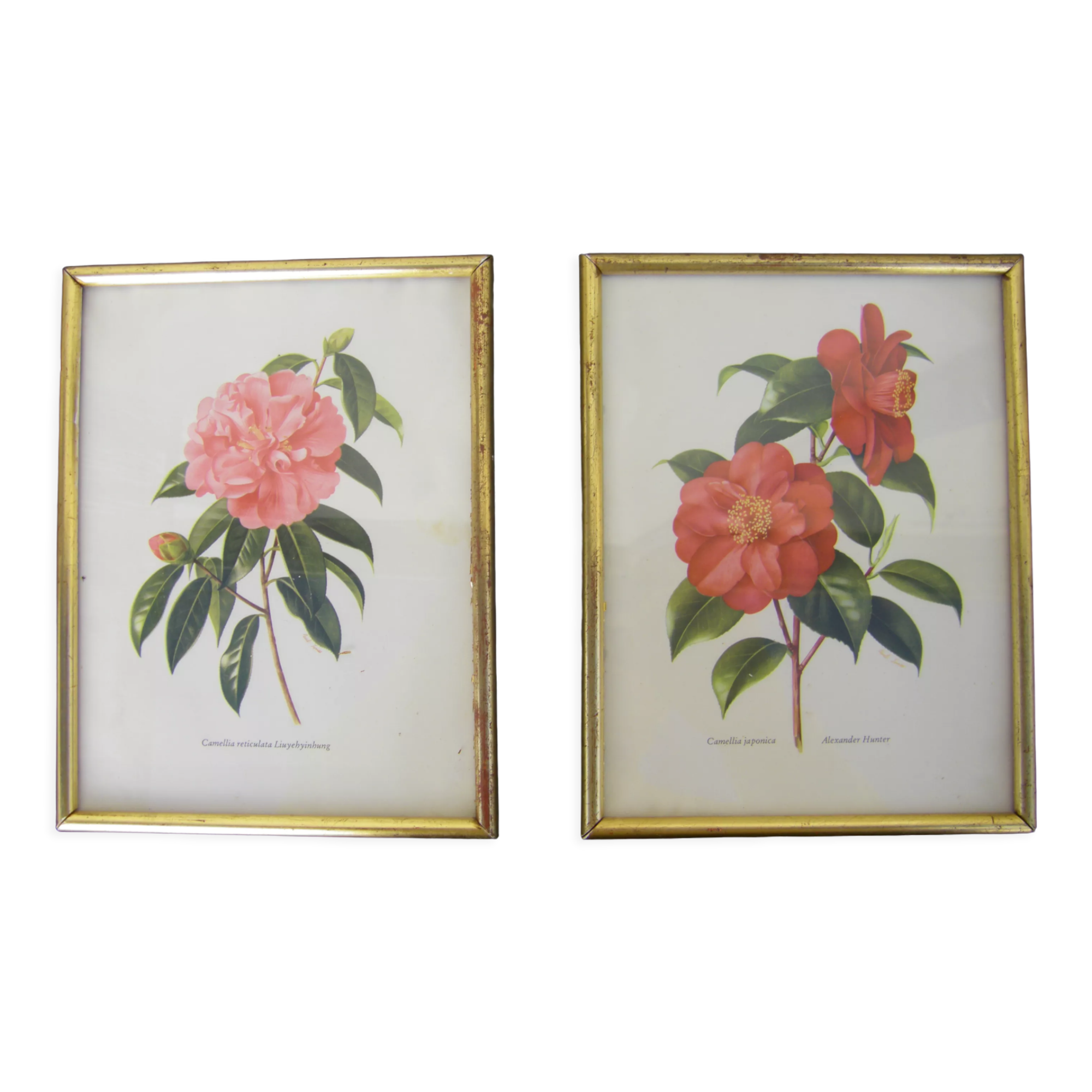 Pair of wall decorations of flowers "camellia"