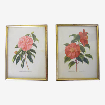 Pair of wall decorations of flowers "camellia"