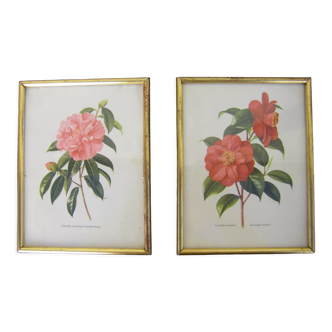 Pair of wall decorations of flowers "camellia"