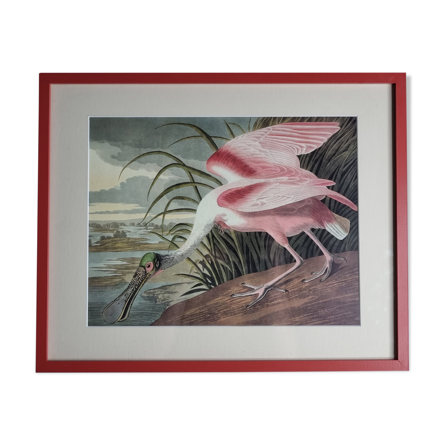 Vintage reproduction after Jean-Jacques Audubon, ornithology, Pink Spatula