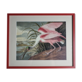 Reproduction vintage d'après Jean-Jacques Audubon, ornithologie, Spatule rosée